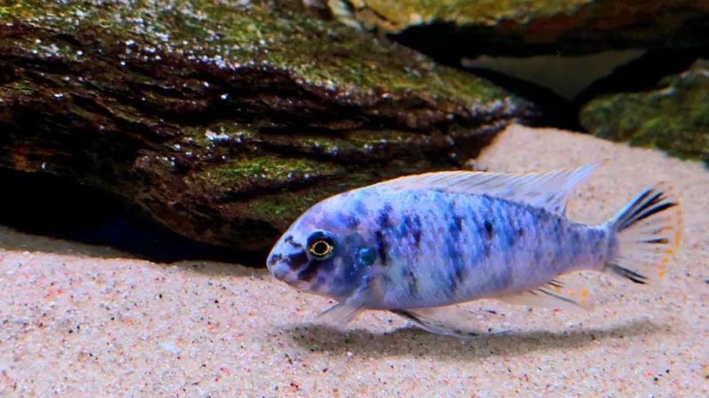 Labeotropheus fuelleborni 'Nkanda'
